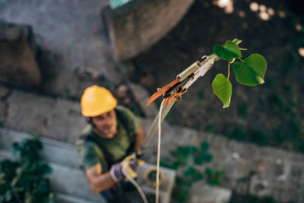 How Our Tree Care Process Works  in Palm Springs, FL